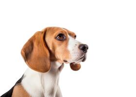 AI generated Endearing beagle charm captured in a headshot, isolated on white. Ai Generated. photo