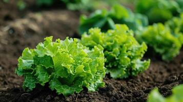 AI generated Fresh organic lettuce thrives in a vegetable garden, grown on the ground for a healthy and flavorful harvest. Ai Generated photo