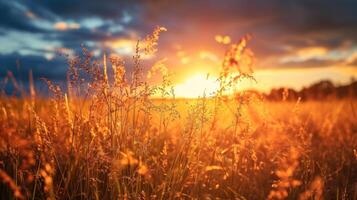 ai generado puesta de sol se baña un campo de césped en dorado matices, un tranquilo naturaleza cuadro, ai generado. foto