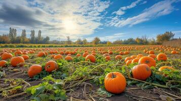 AI generated A pumpkin patch bathed in sunlight on a beautiful fall day, capturing the essence of the season. Ai Generated. photo