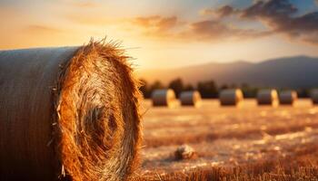 AI generated Golden wheat rolls in meadows under the summer sunset generated by AI photo