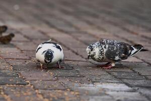 Side view of pigeon perched on the ground in the city on blurred background during the day photo