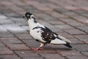 Side view of pigeon perched on the ground in the city on blurred background during the day photo