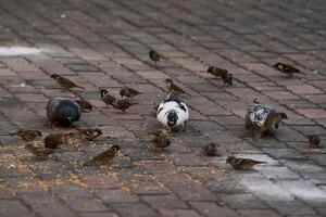 Side view of pigeon perched on the ground in the city on blurred background during the day photo