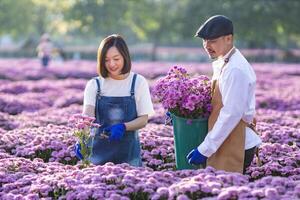 Team of Asian farmer and florist is working in the farm while cutting purple chrysanthemum flower using secateurs for cut flower business for dead heading, cultivation and harvest season photo