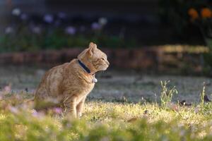 Portrait of cute orange ginger cat with collar is sitting in the outdoor garden during the summer time for pet and mammal photo