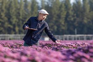 Asian farmer is taking note using clip board on the growth and health of pink chrysanthemum while working in his rural field farm for medicinal herb and cut flowers photo