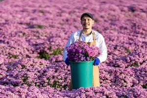 asiático granjero o florista es trabajando en el granja mientras corte púrpura crisantemo flor utilizando podadera para cortar flores negocio para cultivo y cosecha temporada foto