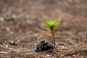 joven planta de semillero cerca arriba Disparo de pino cono desde conífera árbol para nuevo crecimiento y esperanza para natural bosque reconstrucción, repoblación forestal y ambiental conservación foto