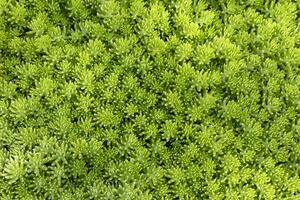 Green lemon sedum angelina ground cover for background and text in natural and minimal design pattern with copy space photo