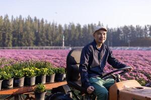 Asian farmer is driving the field tractor in the field of pink chrysanthemum while working in his rural farm for medicinal herb and cut flower industry business photo