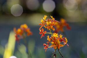 epidendrum híbrido naranja en el verano para jardín planta y flor cama en floración concepto foto
