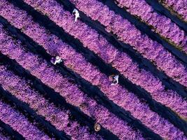 Aerial top view of farmer and florist are working in the field while cutting purple chrysanthemum flower using secateurs for cut flowers business for dead heading, cultivation and harvest season photo