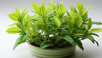 ai generado Fresco verde planta crecimiento en en conserva flor maceta, naturaleza belleza generado por ai foto