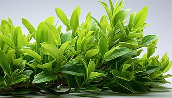 AI generated Fresh green leaves symbolize the vitality of nature in springtime generated by AI photo