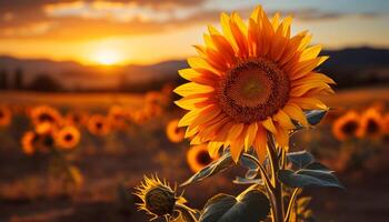 AI generated Sunflower in nature, yellow beauty, summer sunset, agriculture in rural scene generated by AI photo
