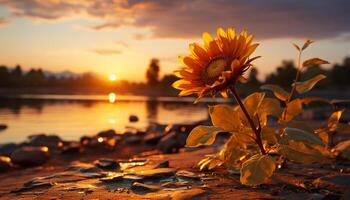 AI generated Sunset over meadow, vibrant sunflower reflects beauty in nature generated by AI photo