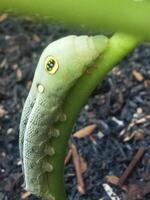 Closeup photo of caterpillar spicebush swallowtail