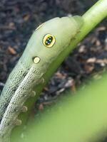 Closeup photo of caterpillar spicebush swallowtail