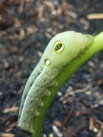 Closeup photo of caterpillar spicebush swallowtail