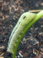 Closeup photo of caterpillar spicebush swallowtail