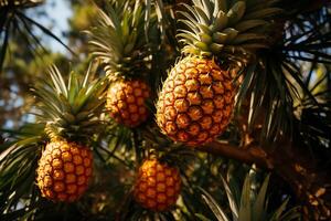 AI generated Fresh pineapples on the tree.Close up view in sunlight photo