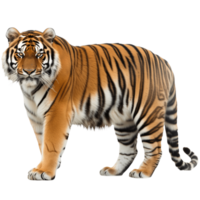 AI generated Amur wild tiger isolated image png
