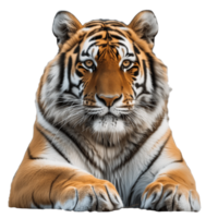 ai generiert Amur wild Tiger isoliert Bild png