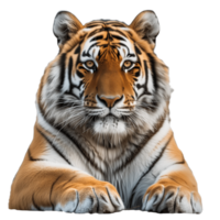 ai generato amur selvaggio tigre isolato Immagine png