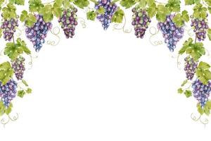 Frame of bunch red grapes with leaves. Template of vine. Isolated watercolor illustrations for the design of labels of wine, grape juice and cosmetics, wedding cards, stationery, greetings cards vector