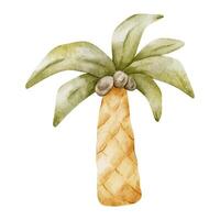 Palm tree with leaves. Isolated hand drawn watercolor illustration. A clipart of tropical trees with coconut for children's invitation cards, parties, baby shower, decoration of kid's rooms vector