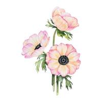 Bouquet of Anemone rose flowers and leaves. Isolated hand drawn watercolor illustration. Summer floral design for wedding invitations, cards, textiles, packaging of goods. wrapping paper vector