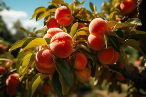 AI generated Fresh and wet peaches on the tree.Close up view in sunlight photo