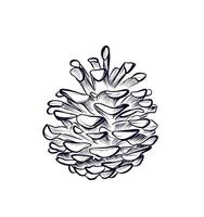 hand drawing of a pine cone vector