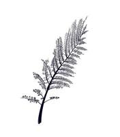 hand drawing of a fern flower vector