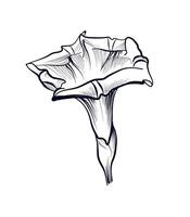 hand drawing of a bindweed flower vector