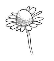 mano dibujo de un farmacia manzanilla flor vector
