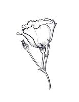 Eustoma flower hand drawing vector