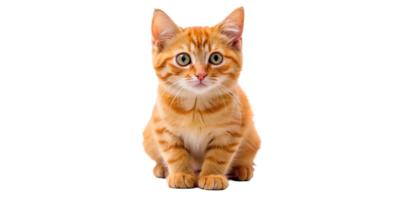 AI generated A beautiful cute orange cat png