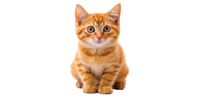 AI generated A beautiful cute orange cat png