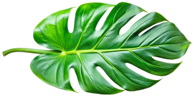 AI generated A stunning green Monstera leaf png