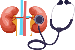 kidney medical checkup with stethoscope png