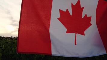 el nacional bandera de Canadá ondulación en puesta de sol antecedentes. canadiense bandera o el arce hoja. turista viajero o patriotismo. independencia día internacional relaciones concepto video