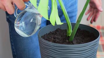 man trädgårdsmästare händer transplantation monstera hus växt i pott. begrepp av Hem trädgårdsarbete och plantering blommor i pott. vattning tar vård av Hem växter. vår återplantering video