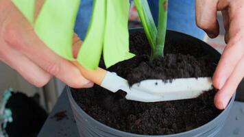 Man doing replant monstera to new pot at home. Pulling plant with roots from pot, close-up. Florist gardening at home. Leisure free time hobby video