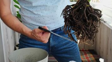 homme jardinier mains transplantation zamioculcas maison plante dans pot. nettoyage les racines concept de Accueil jardinage et plantation fleurs dans pot. prise se soucier de Accueil les plantes. printemps replantation. argent arbre video