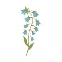 Blue bluebell flowers. Twig of bells. Vector illustration isolated on white background.