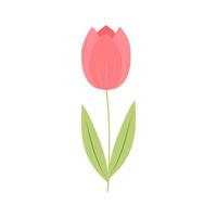 Tulip. Cute spring flower. Vector illustration isolated on white background.