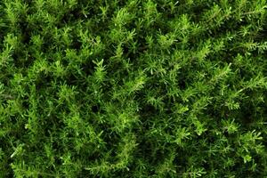AI generated Versatile green background Abstract top view of textured grass backdrop photo