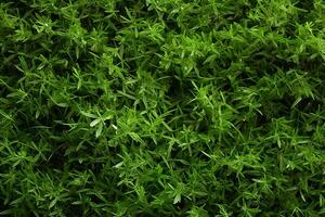 AI generated Green abstraction Top view of grass texture for versatile backgrounds photo